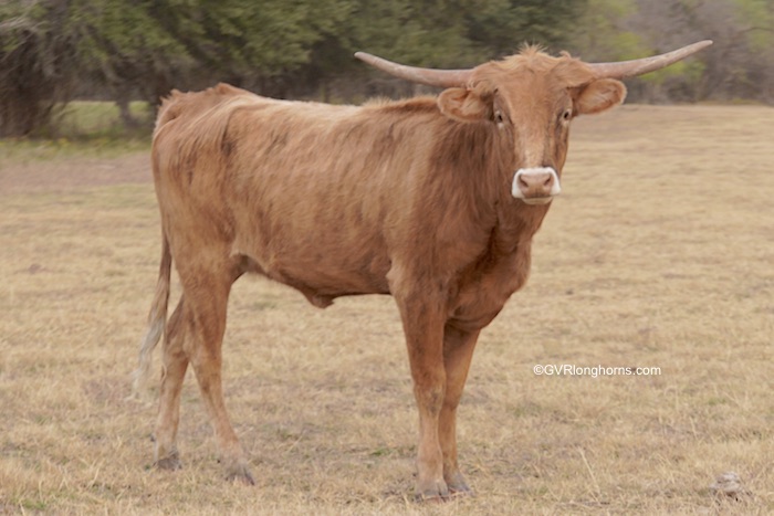 Pepperdew - Texas Longhorn heifer for sale