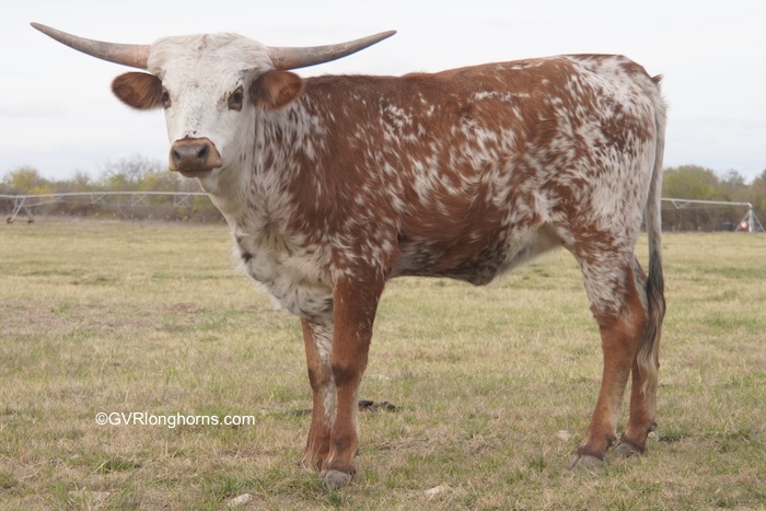 Pixiedust - Texas Longhorn heifer for sale