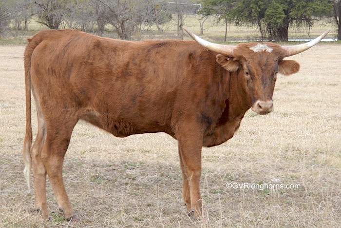 Summer Star - Texas Longhorn heifer for sale
