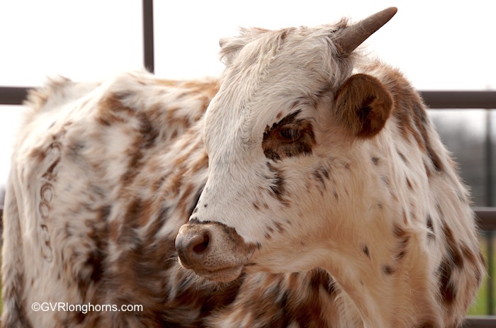 Texas longhorn steer sold