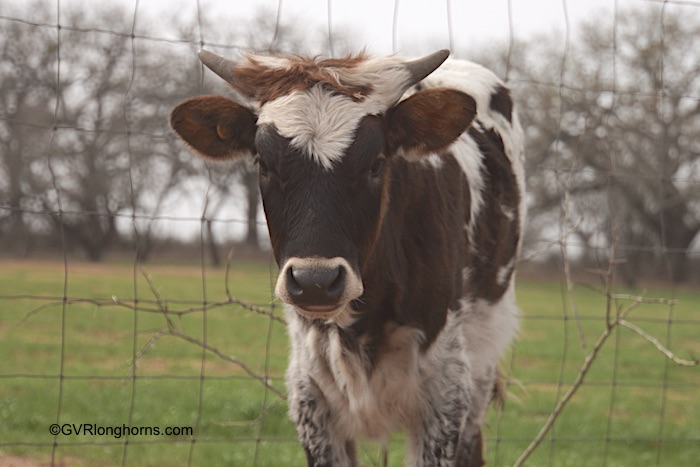 longhorn cattle sold from gvrlonghorns
