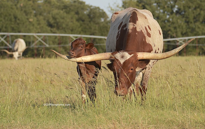 longhorn cattle sold