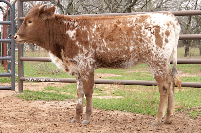 Texas longhorn heifer sold in 2023