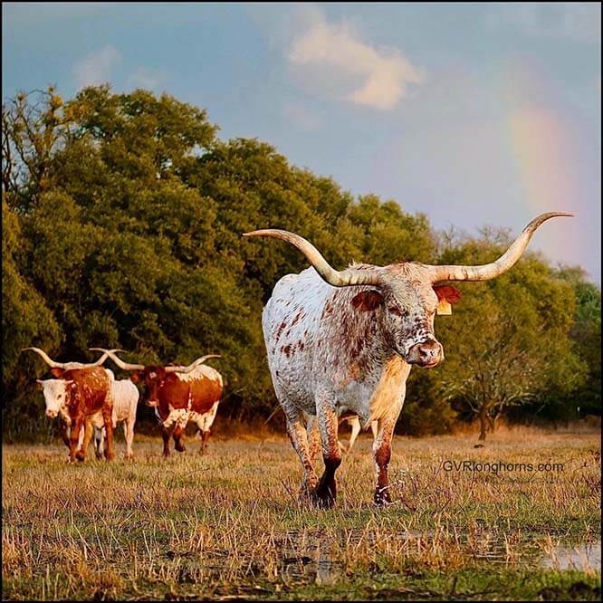 Gvrlonghorns, registered Texas longhorn cattle, longhorns for sale, Texas longhorns, cow photo