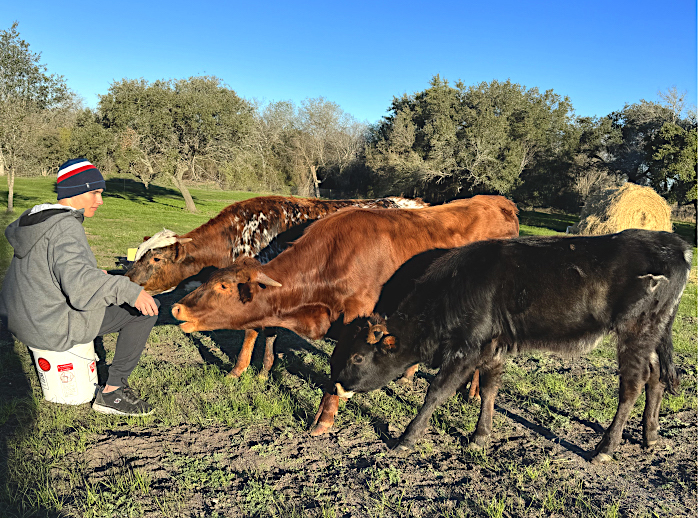 longhorn-steers