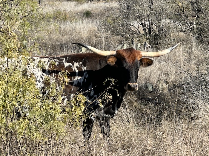 longhorn cow sold