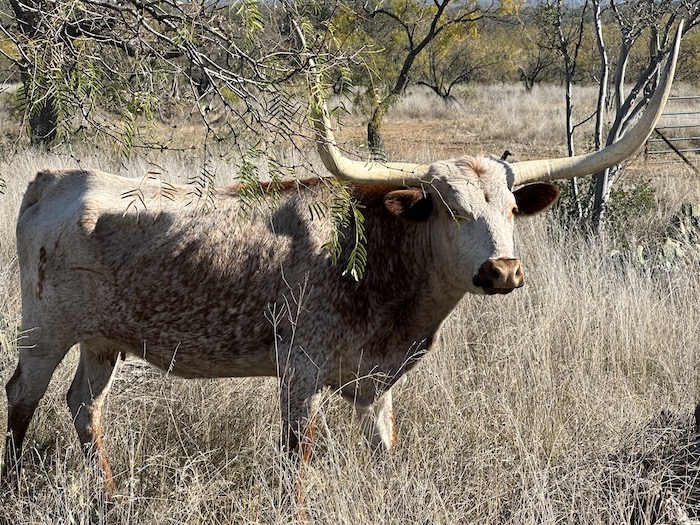 Texas longhorn cow sold in 2023