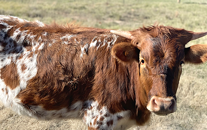 texas longhorn cattle sold