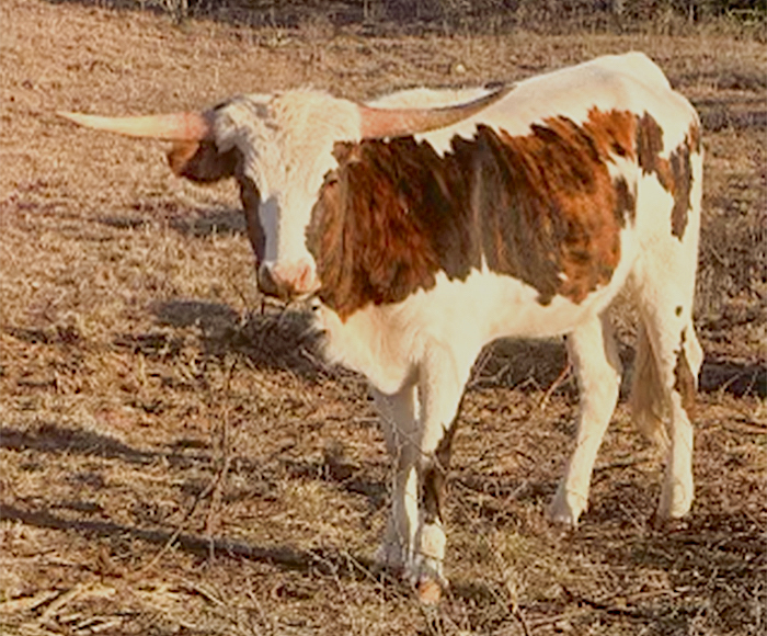 longhorn heifer sold