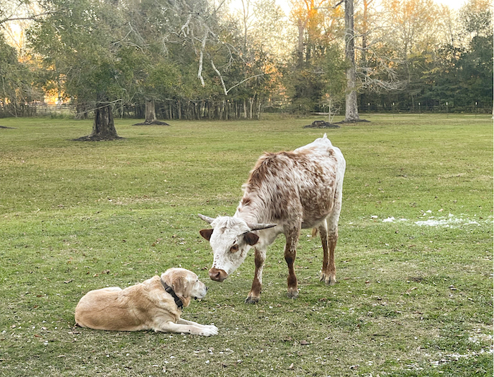 longhorn heifer calf