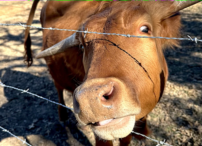 Texas longhorn cattle sold in 2023