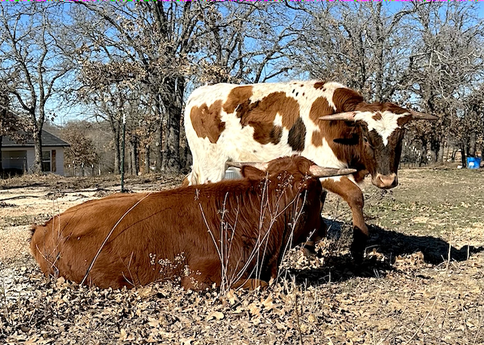 texas longhorn steer from gvrlonghorns