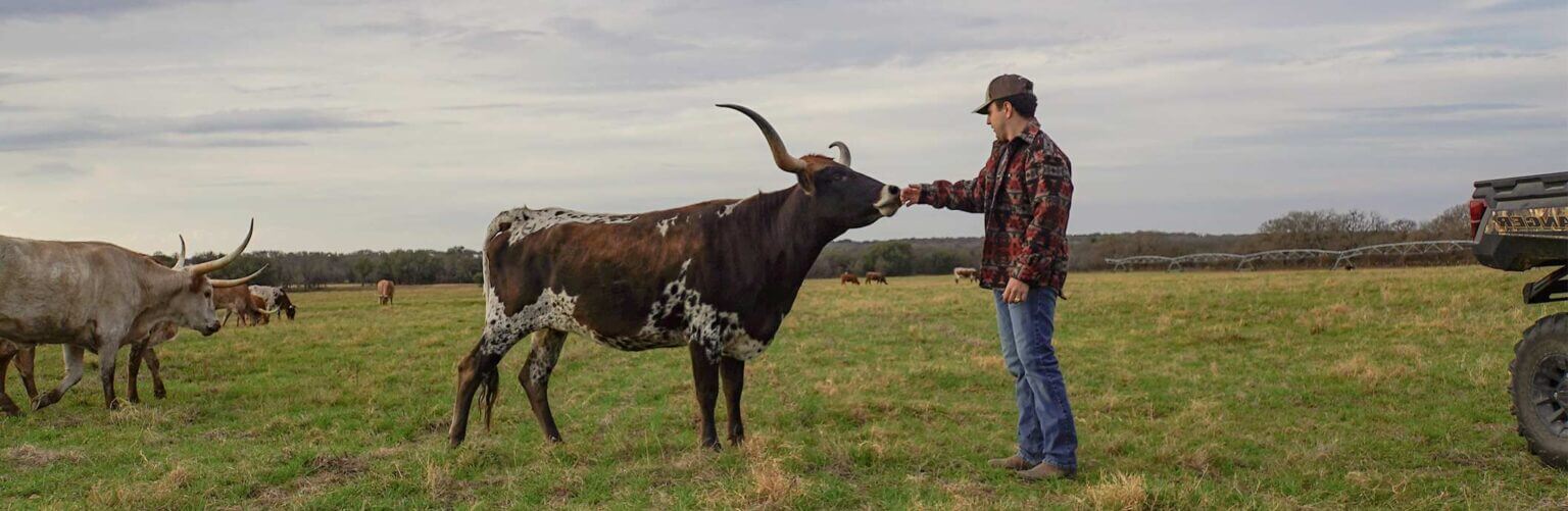 Texas Longhorn Cattle For Sale