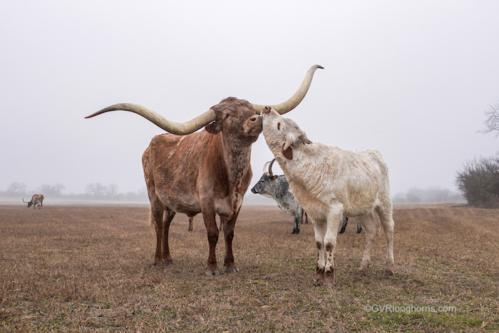 texas longhorn cow