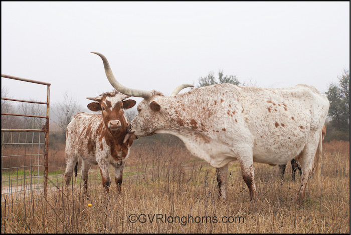 longhorn cow at gvrlonghorns