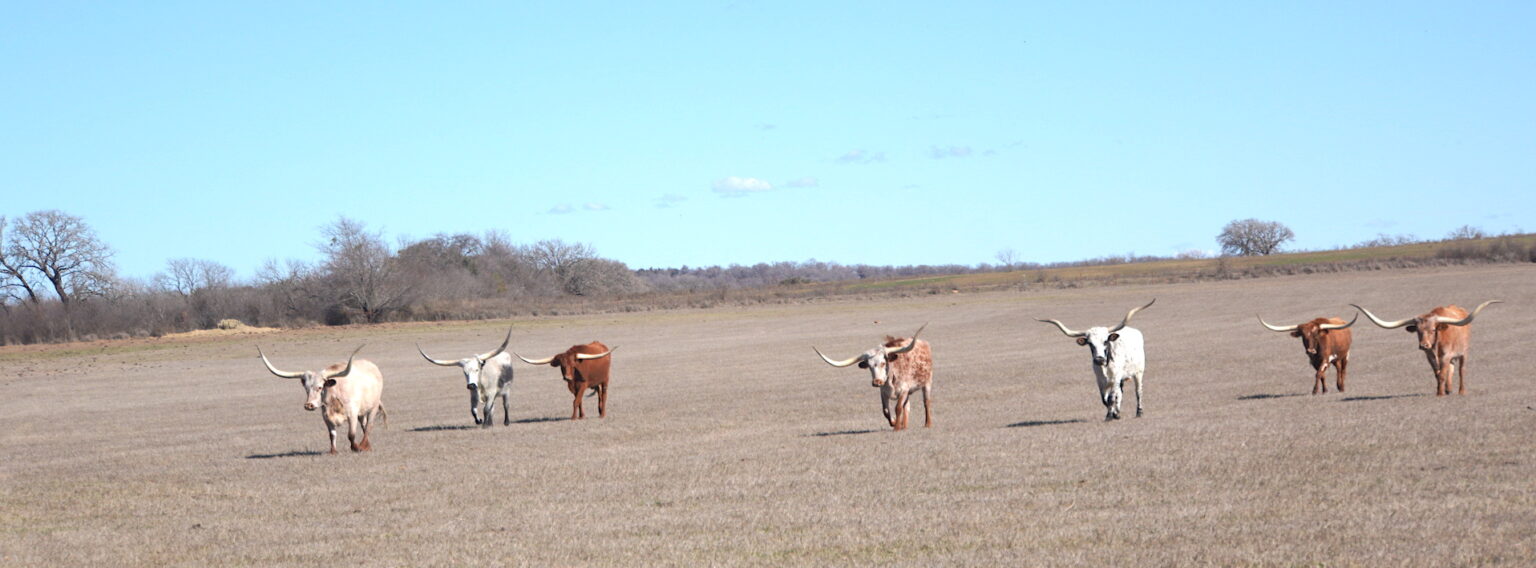 Texas longhorn cattle prices a review in 2024 GVR Longhorns LLC