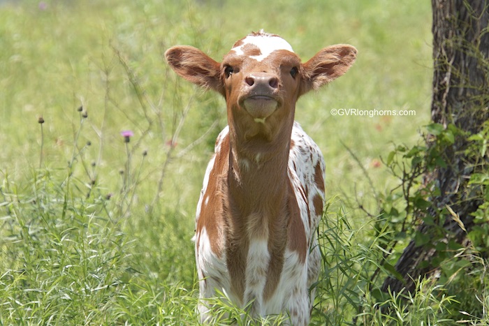 longhorn heifer calf