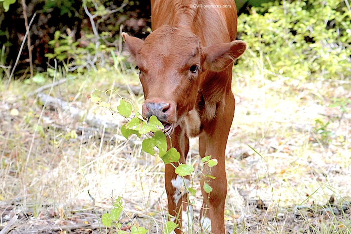 cute texas longhorn calf