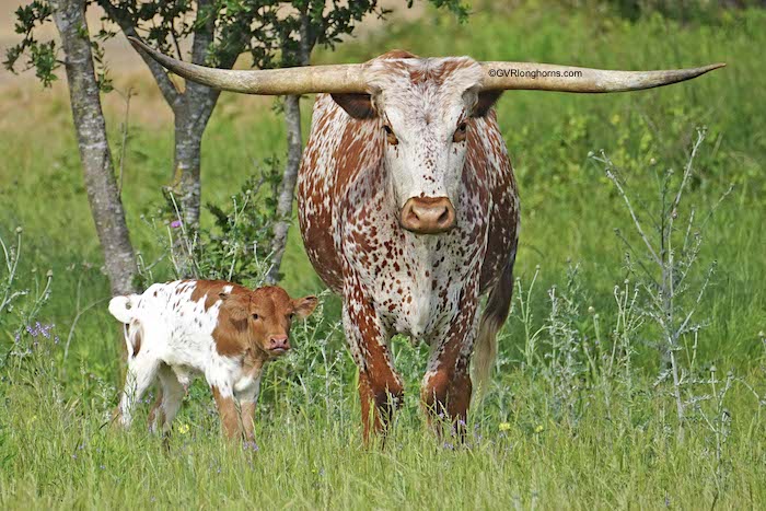 texas longhorn cow and calf