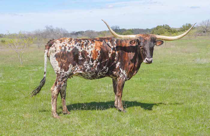longhorn cow