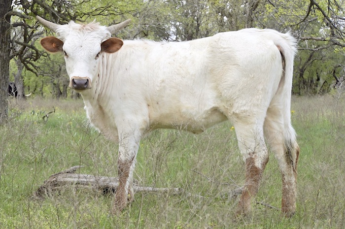 longhorn heifer calf for sale