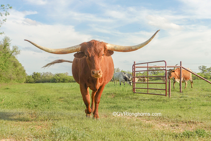 Are Texas longhorns dangerous