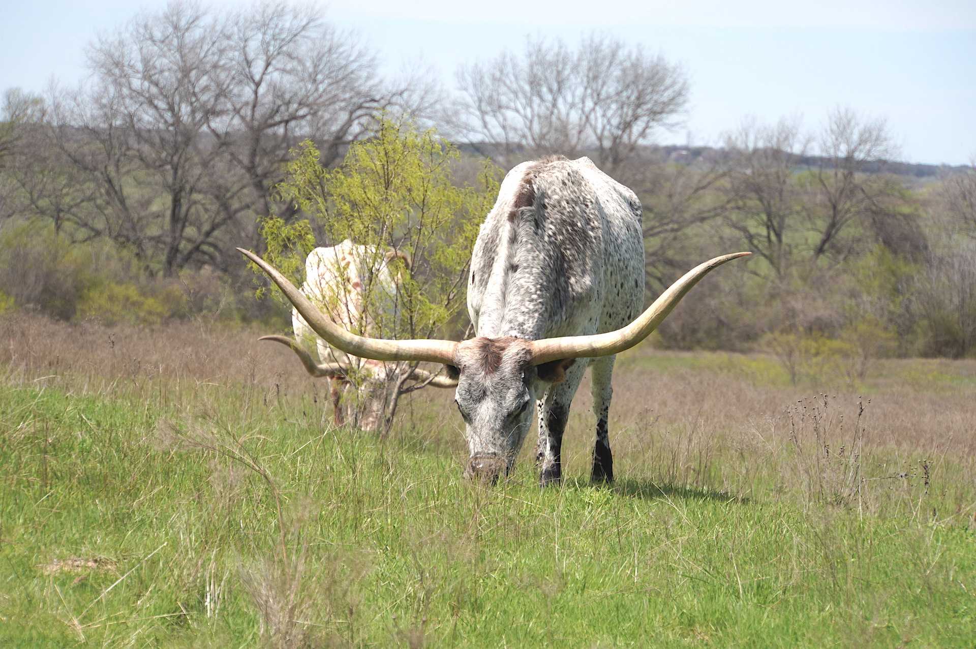 why Texas longhorns
