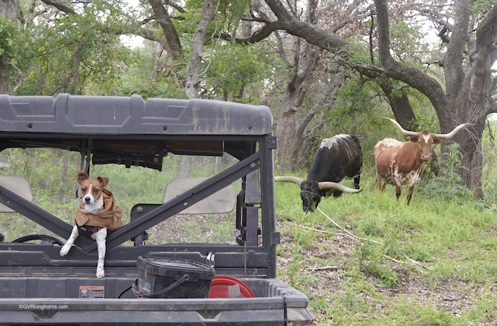 texas longhorn cattle