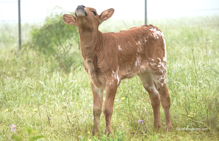 texas longhorn calf