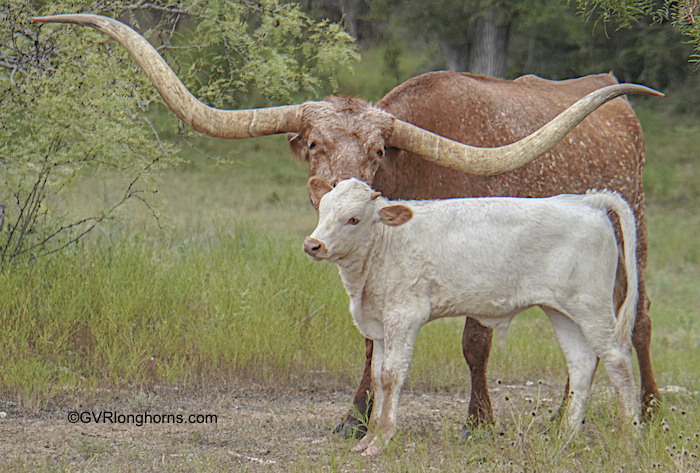 longhorn calf for sale