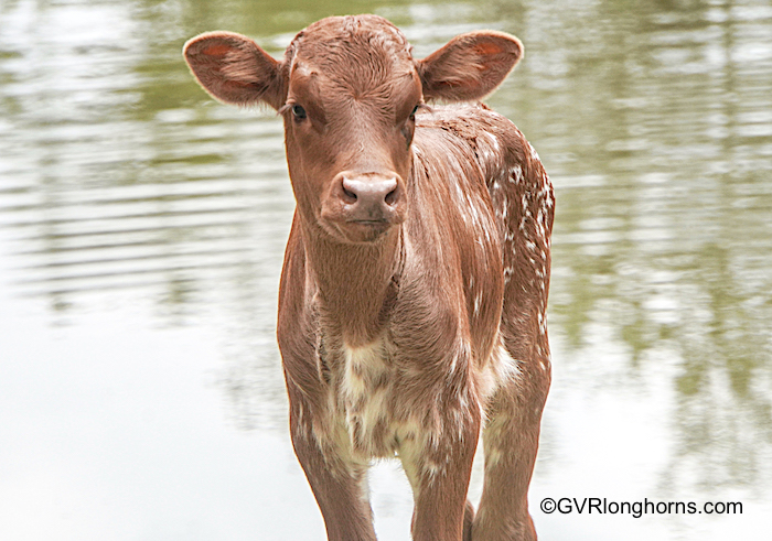 Texas longhorn calf for sale