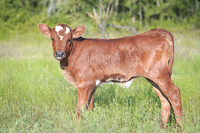 texas longhorn calf for sale