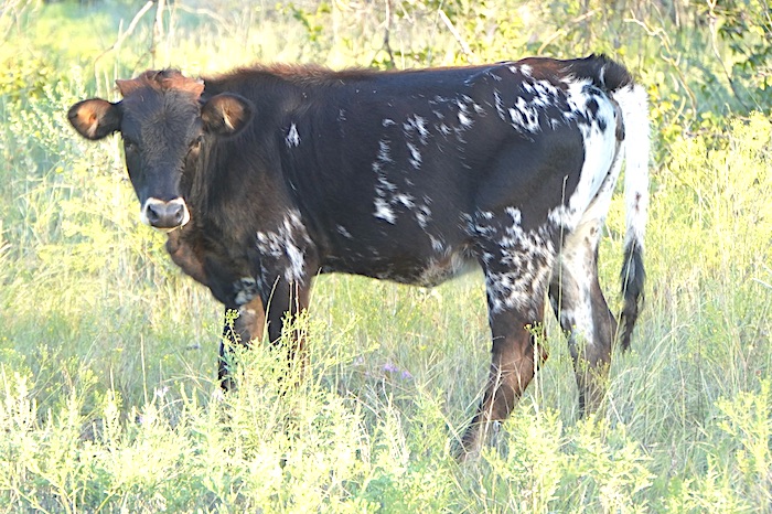 Texas Longhorn calf for sale