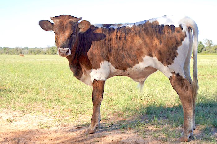 Texas Longhorn calf for sale