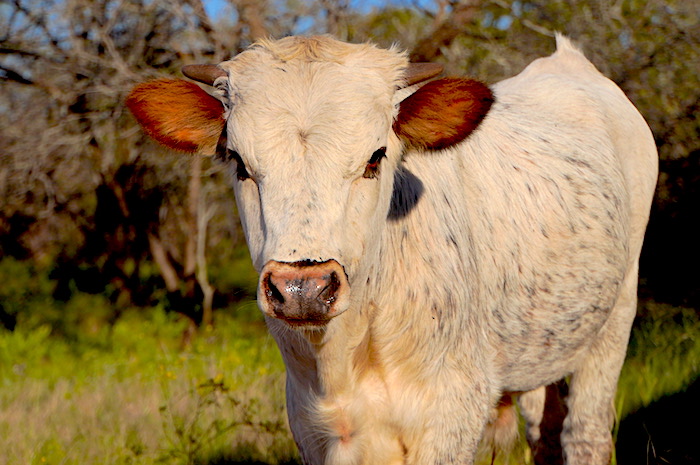 Texas Longhorn calf for sale