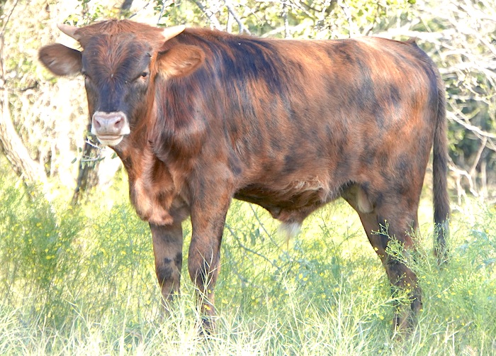 Texas Longhorn calf for sale