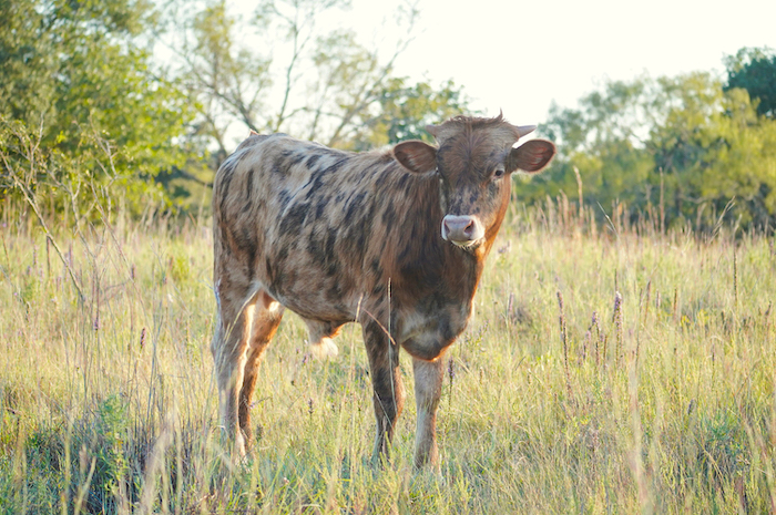 Texas Longhorn calf for sale