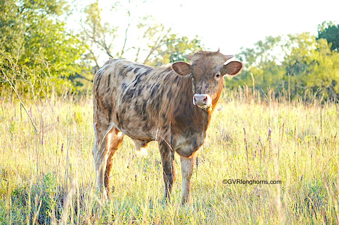 texas longhorn calf for sale