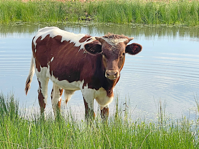 Texas Longhorn calf for sale