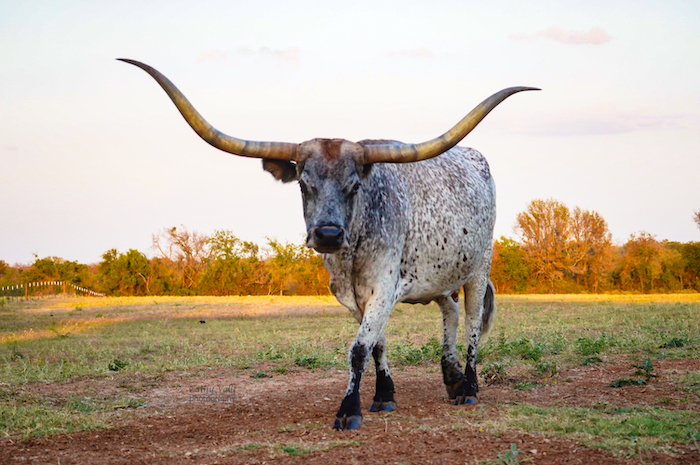 Texas longhorn wall art