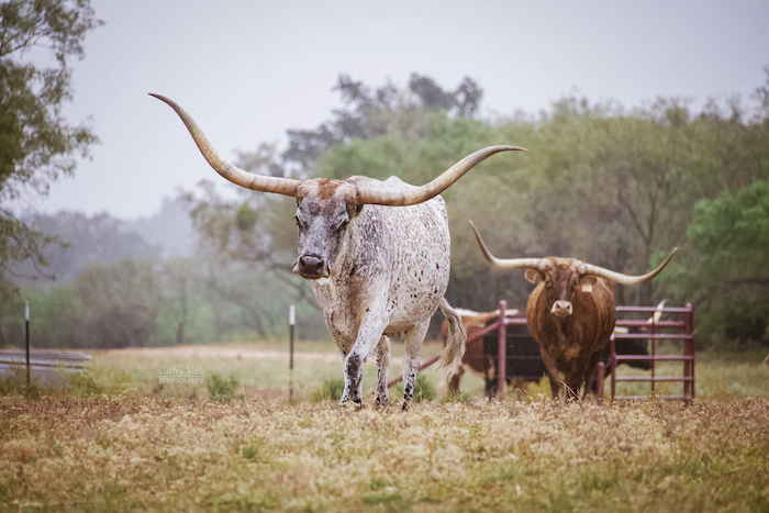 longhorn cow print