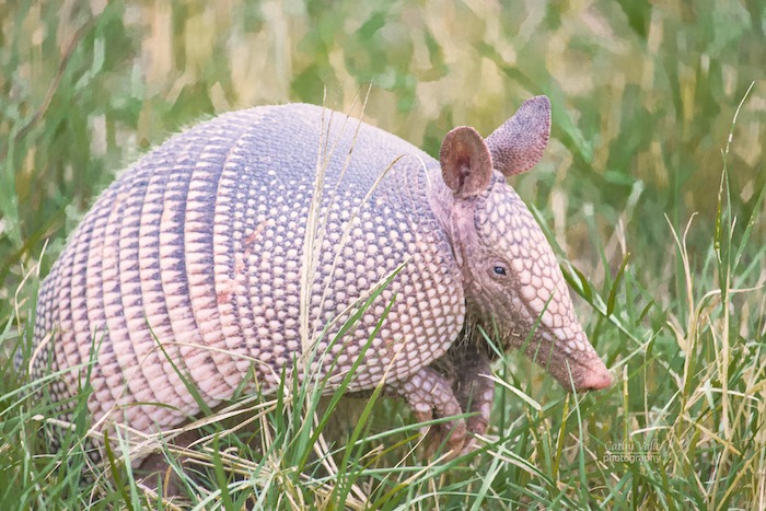 Texas armadillo