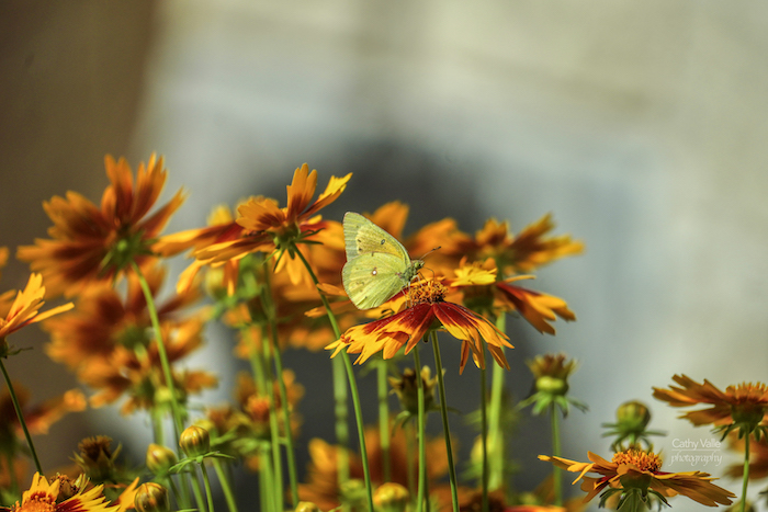 texas butterfly