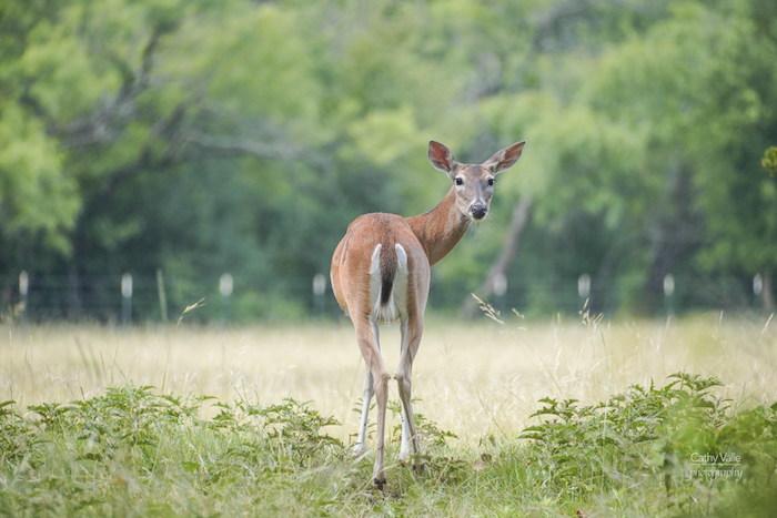 White tail deer