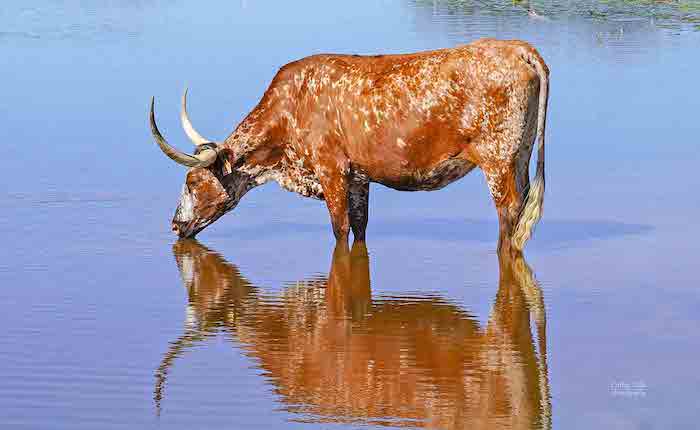 longhorn wall art