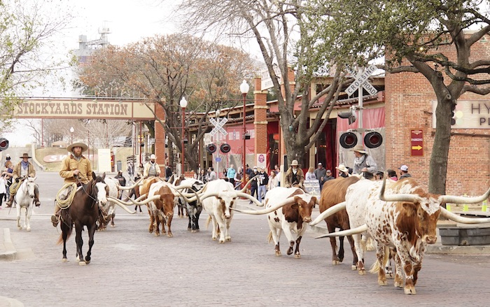 Eddie Wood Cowtown Classic Longhorn Sale