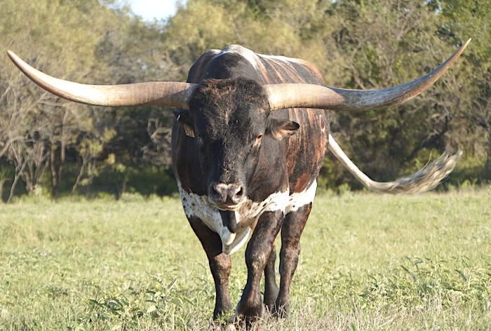 Texas Longhorn Bulls For Sale