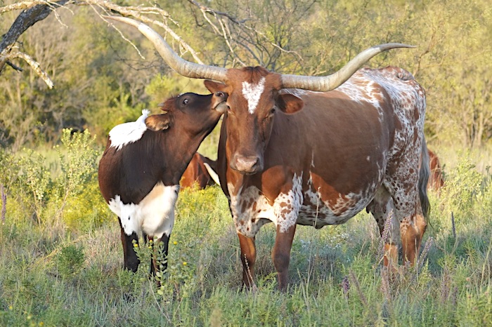 Texas longhorn cow