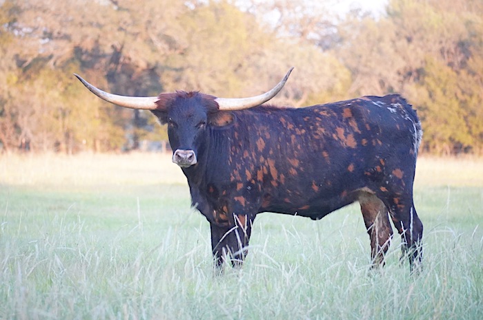 longhorn heifer