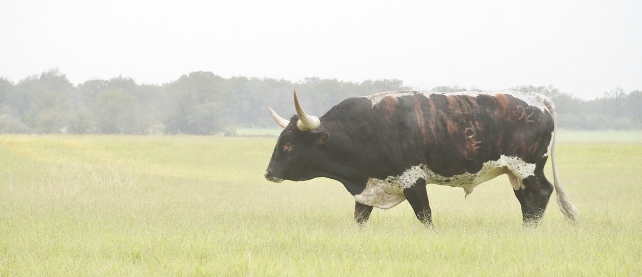 texas longhorn bull